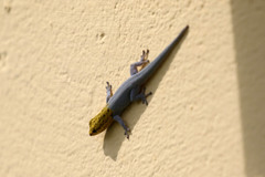 Lygodactylus picturatus