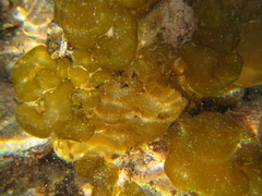 Colpomenia claytoniae