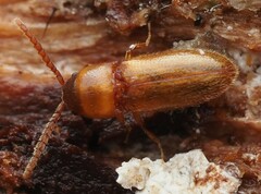 Xylophilus testaceus