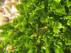 Caulerpa flexilis