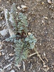 Pedicularis semibarbata charlestonensis