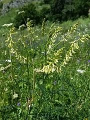 Astragalus galegiformis