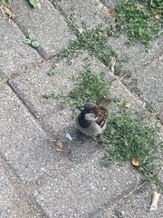 Passer domesticus