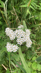 Achillea millefolium image