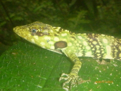 Anolis insignis
