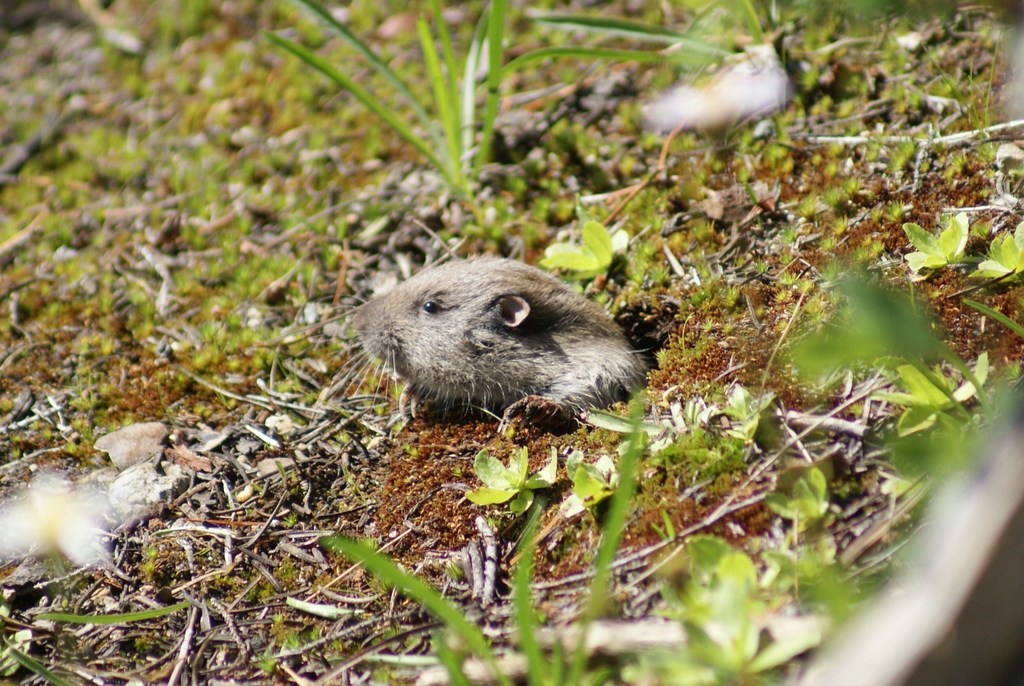mountain-pocket-gopher-from-lassen-national-volcanic-park-on-august-15