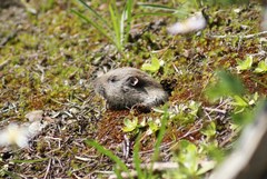 Thomomys monticola