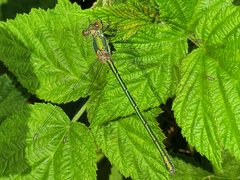 Chalcolestes viridis