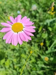 Tanacetum coccineum