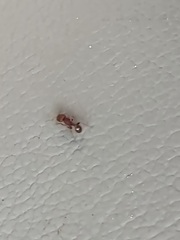 Pogonomyrmex imberbiculus