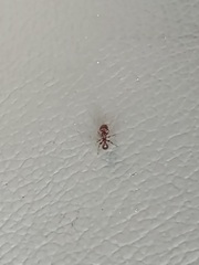 Pogonomyrmex imberbiculus