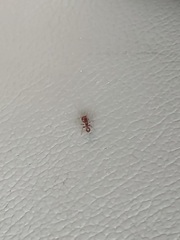 Pogonomyrmex imberbiculus