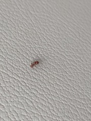 Pogonomyrmex imberbiculus