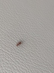 Pogonomyrmex imberbiculus