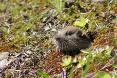 Thomomys monticola