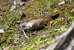 Thomomys monticola