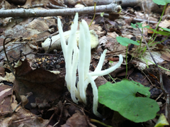 Clavaria fragilis vermicularis
