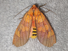 Elysius