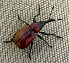 Merhynchites wickhami