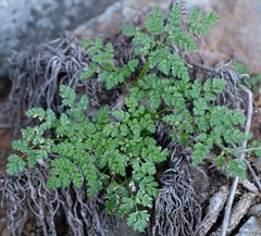 Conium sphaerocarpum