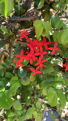 Ixora coccinea