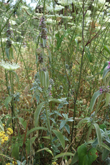 Stachydeae