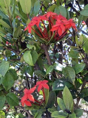 Ixora coccinea