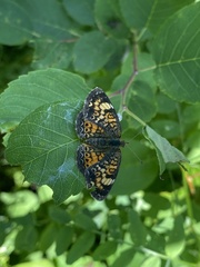 Phyciodes batesii