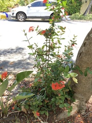 Ixora coccinea