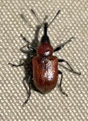 Merhynchites wickhami