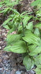 Epipactis helleborine