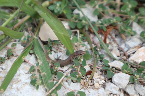 Podarcis melisellensis
