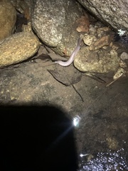 Gyrinophilus porphyriticus