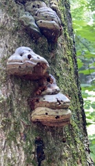 Fomes fomentarius