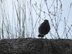 Phoenicurus ochruros