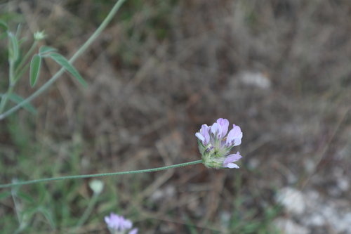 Djeteljnjak (Bituminaria bituminosa)