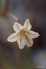 Eriogonum spergulinum