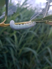 Pseudoclavellaria amerinae