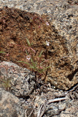 Eriogonum spergulinum