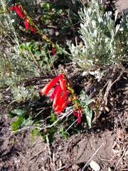 Penstemon eatonii