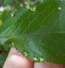 Eriophyes similis