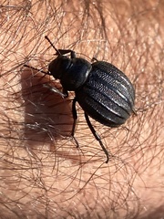 Pimelia bipunctata