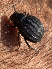 Pimelia bipunctata