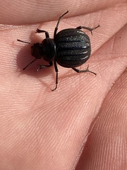 Pimelia bipunctata