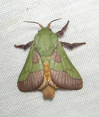 Latoia latistriga