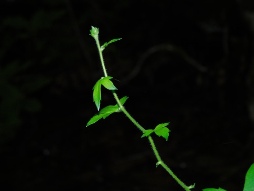 Image of Aconitum uncinatum by (c) Michael J. Papay, some rights reserved (CC BY)
