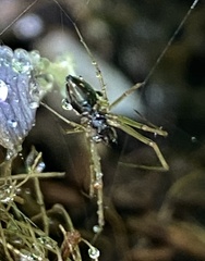 Microlinyphia mandibulata