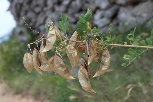 Pucalina (Colutea arborescens)