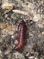 Pantographa limata