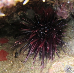 Centrostephanus rodgersii